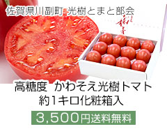佐賀県産 高糖度 かわそえ光樹トマト 約1キロ化粧箱入