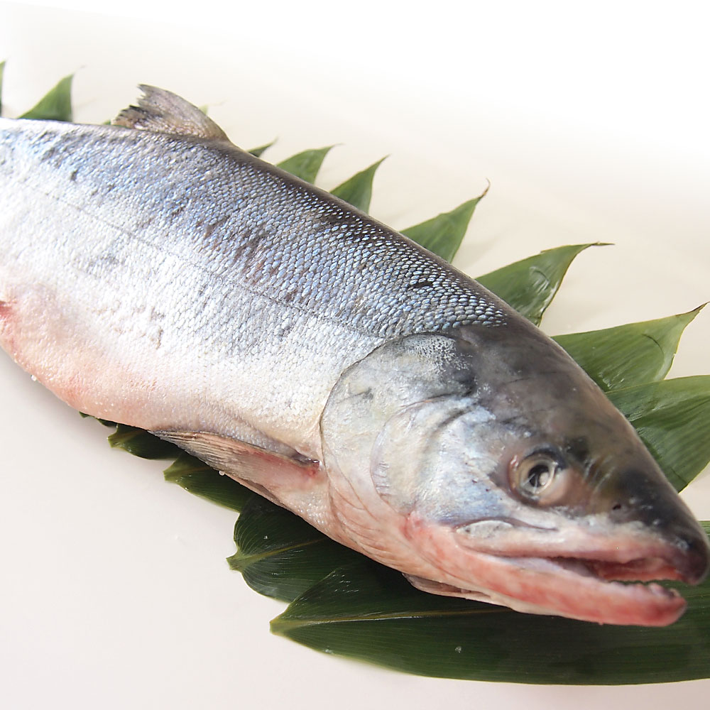 北海道産 新巻鮭 1尾2キロ
