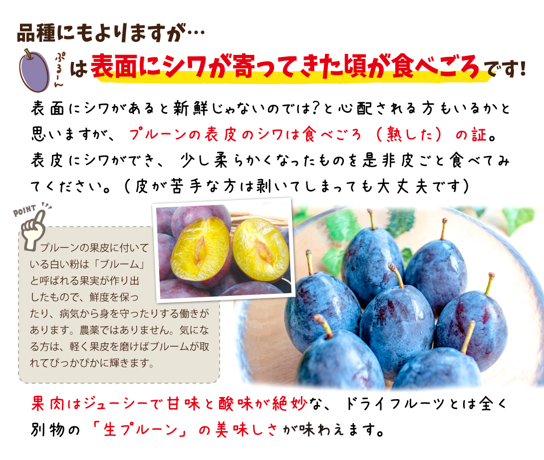 採れたて！青森県産　生プルーン　家庭用　約1kg  大きめサイズ希少品種ベイラー