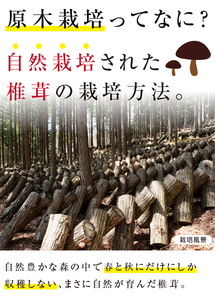 原木栽培とは椎茸の栽培方法。無農薬