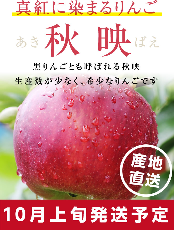 真紅に染まるりんご「秋映」。生産数が少なく希少なりんご10キロ