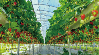 イチゴの温室の写真
