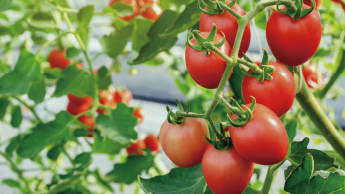栽培されるトマトの写真