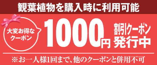 クーポン2000円