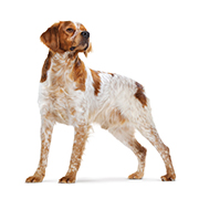 中型犬（成犬時体重11kg～25kg）