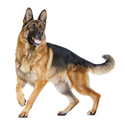 大型犬（成犬時体重26kg～44kg）