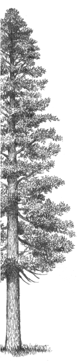 ウエスタンレッドシダーの樹形